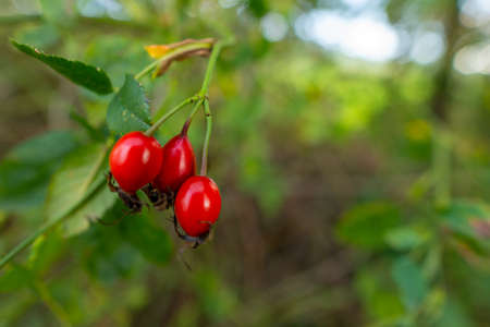 Red ripe forest rose hips.の写真素材