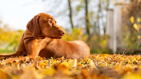Cute hungarian vizsla dog in beautiful autumn garden. Happy vizsla pointer dog lying down outside side view portrait. Dog background.の写真素材