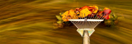 Raking fallen leaves in the garden. Rake in motion as it is dragging colorful autumn leaves over the grass of a yard. Autumn gardening banner.の写真素材