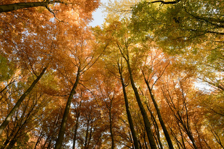 Autumn forest background. Multicolored treetops. View from directly below.の写真素材