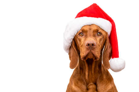 Dog Christmas Background. Vizsla wearing red Santa hat studio portrait on white background.の写真素材
