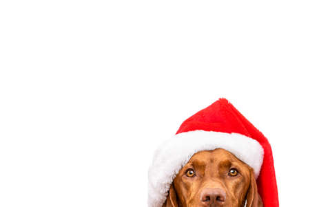 Dog Christmas Background. Vizsla wearing red Santa hat studio portrait on white background.の写真素材