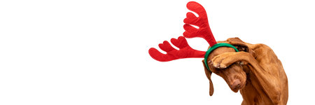 Dog Christmas Present Banner. Funny vizsla wearing xmas reindeer antlers covering eyes with paw, studio portrait on white background.の写真素材