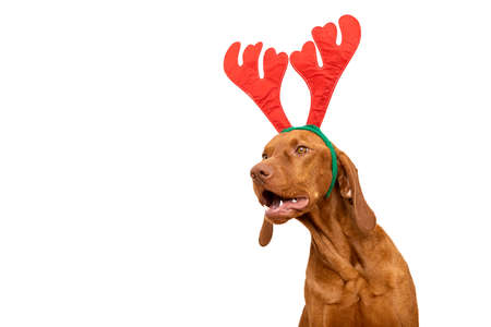 Dog Christmas Background. Vizsla wearing xmas reindeer antlers studio portrait on white background.の写真素材