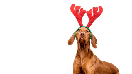 Dog Christmas Background. Vizsla wearing xmas reindeer antlers studio portrait on white background.の写真素材