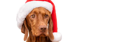 Dog Christmas Banner with copy space. Vizsla wearing red Santa hat studio portrait on white background.の写真素材