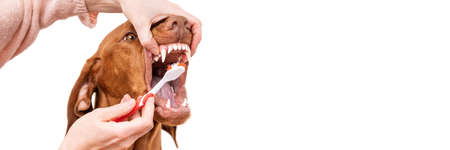 Woman using toothbrush to clen dogs teeth. Plaque removal, healthy dog teeth concept. Canine dental hygiene.の写真素材