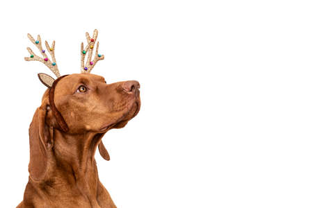Dog Christmas Background. Vizsla wearing xmas reindeer antlers studio portrait on white background.の写真素材