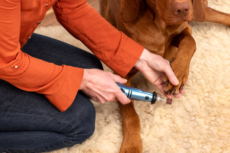 Dog nails grinding. Woman using a dremel to shorten dogs nails. Pet owner dremeling nails on vizsla dog.の写真素材
