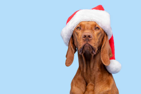 Dog Christmas Background. Vizsla wearing red Santa hat studio portrait on pastel blue background. Front view headshot. Merry Christmas.の写真素材