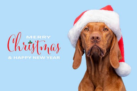 Dog Christmas Background. Vizsla wearing red Santa hat studio portrait on pastel blue background. Front view headshot. Merry Christmas.の写真素材
