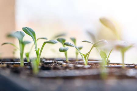 Young Dahlia seedlings growing in a propagation tray. Spring gardening background.の写真素材