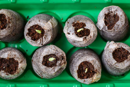 Zinnia seedlings growing in jiffy peat pellets. Biodegradable flower pots. Zinnia seedlings. Top view.の写真素材