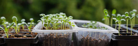 Young cutting flower seedlings growing in a propagation trays. Spring gardening banner. Zinnia,...