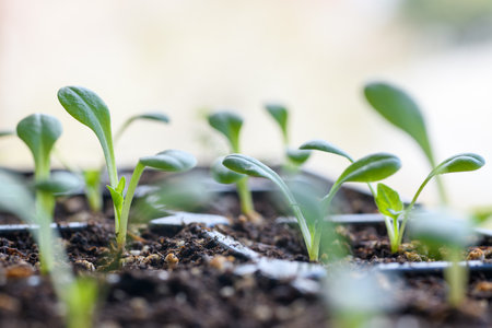 Young Dahlia seedlings growing in a propagation tray. Spring gardening background.の写真素材