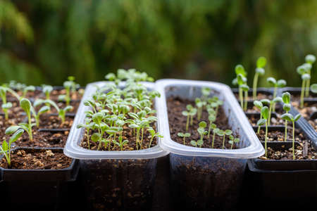 Young cutting flower seedlings growing in a propagation trays. Spring gardening background. Zinnia,...