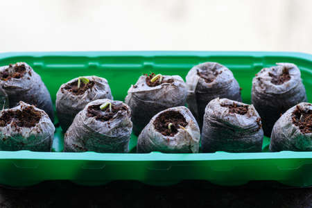 Zinnia seedlings growing in jiffy peat pellets. Biodegradable flower pots. Zero waste, recycling, plastic free concept.の写真素材
