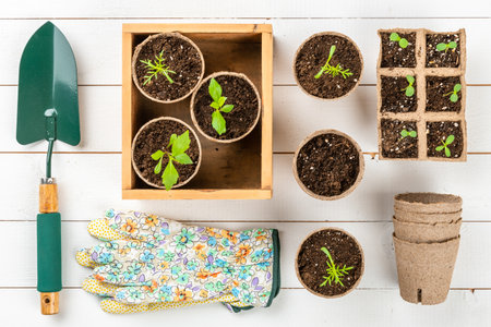 Potted flower seedlings growing in biodegradable peat moss pots on white wooden background. Zero waste, recycling, plastic free, gardening concept. Top view background.の写真素材