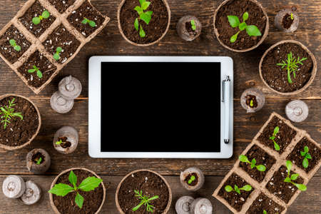 Potted flower seedlings in biodegradable peat moss pots. Top view of seedlings and blank screen digital tablet on wooden background. Planting schedule, online shopping concept background.の写真素材