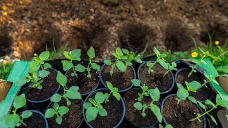 Cut flower garden. Gardening hobby. Starting a flowerbed with snapdragon seedlings. Landscaping backyard.の写真素材