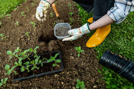 Eco friendly gardening. Woman preparing soil for planting, fertilizing with compressed chicken manure pellets. Organic soil fertiliser.の素材 [FY310186065810]