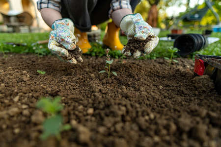 Female gardener planting flowers in her flowerbed. Gardening concept. Garden landscaping small business owner. Planting snapdragon seedlings.の写真素材