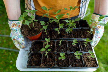 Unrecognizable woman standing in her garden, holding bunch of snapdragon seedlings in a propagator....
