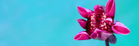 Stunning dark pink dahlia bud starting to open. Floral web banner with copy space. Dahlia flower pastel blue background header.の写真素材