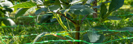Cut flower netting. Plant support net. Using plastic garden netting to support dahlia plants.