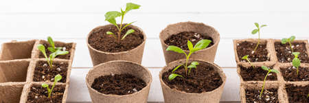 Potted flower seedlings growing in biodegradable peat moss pots on white wooden background. Zero waste, recycling, plastic free gardening concept banner.の写真素材