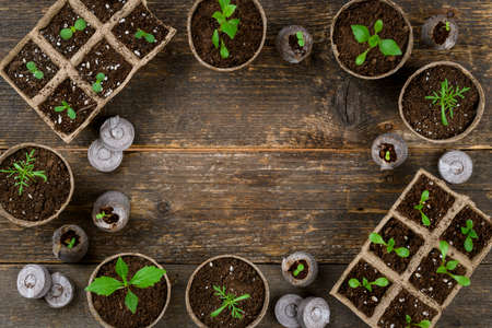 Potted flower seedlings growing in biodegradable peat moss pots. Zero waste, recycling, plastic free gardening concept. Transplanting seedlings top view mock up.の写真素材