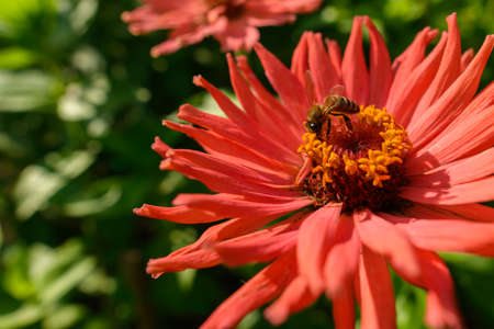 Honey bees collecting pollen from orange zinnia flower. Bees pollinating garden flower background.の写真素材