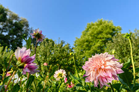 Dahlias flower bed. Beautiful large multi colored dahlias cut flower garden. Ornamental cutting garden. Dahlia flower field.の写真素材