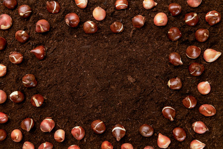 Tulip bulbs background. Fall tulips planting and gardening flat lay still life template with copy space. Tulip bulbs top view on soil background.の写真素材