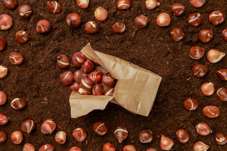 Tulip bulbs planting background. Fall tulips planting and gardening flat lay still life concept. Tulip bulbs in a paper bag on soil background.の写真素材