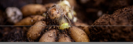 Ranunculus asiaticus or persian buttercup. Sprouting ranunculus corms in a seed tray. Ranunculus...