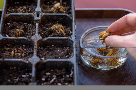 Ranunculus asiaticus or persian buttercup. Woman planting presoaked ranunculus corms into a seed...
