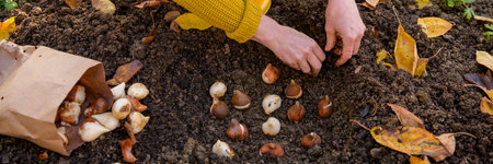 Woman planting tulip bulbs in a flower bed during a beautiful sunny autumn afternoon. Growing...