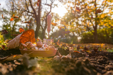 Planting tulip bulbs in a flower bed during a beautiful sunny autumn afternoon. Growing tulips. Fall gardening jobs background.の写真素材