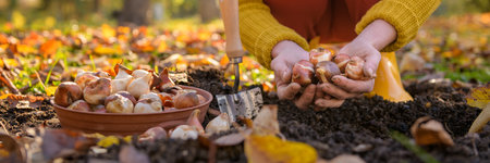 Woman planting tulip bulbs in a flower bed during a beautiful sunny autumn afternoon. Growing...