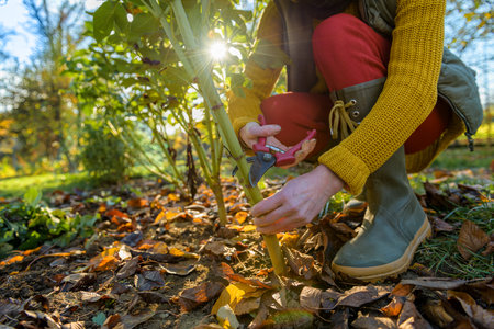 Woman using pruning shears to cut back dahlia plant foliage before digging up the tubers for winter storage. Autumn gardening jobs. Overwintering dahlia tubers.の素材 [FY310194012035]