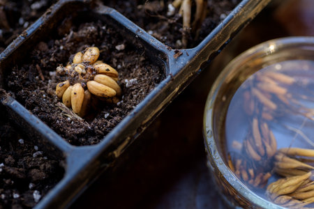 Ranunculus asiaticus or persian buttercup. Presoaked ranunculus corms planted in a propagation tray. Ranunculus corms, tubers or bulbs.の写真素材
