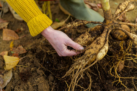 Woman digging up dahlia plant tubers, cleaning and preparing them for winter storage. Autumn...