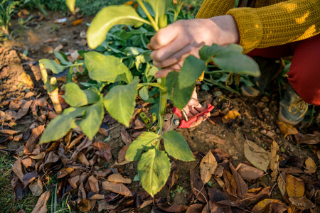 Woman using pruning shears to cut back dahlia plant foliage before digging up the tubers for winter storage. Autumn gardening jobs. Overwintering dahlia tubers.の写真素材