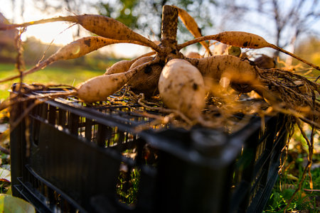 Lifted and washed dahlia tubers drying in afternoon autumn sun before storage for winter. Autumn gardening jobs. Overwintering dahlia tubers.の写真素材