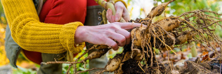 Woman digging up dahlia plant tubers, cleaning and preparing them for winter storage. Autumn...