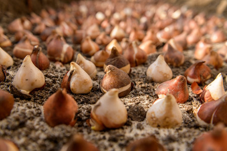 Dozens of tulip bulbs planted in sandy, well draining soil. Planting tulip bulbs in a flower bed....