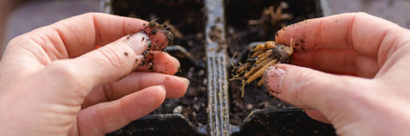 Ranunculus asiaticus or persian buttercup. Woman planting presoaked ranunculus corms into a seed...