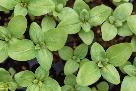Young Snapdragon flower seedlings in their propagation tray. Cut flower garden DIY. Plant seedlings. Top view.の写真素材