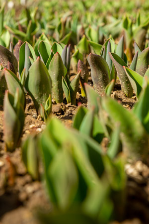 Tulips. Freshly sprouted tulips planted in a garden bed. Spring flowers. Tulips background.の写真素材